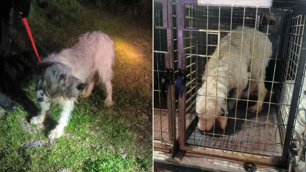 El perro rescatado después de que su dueño lo lanzara al vacío en O Carballiño.
