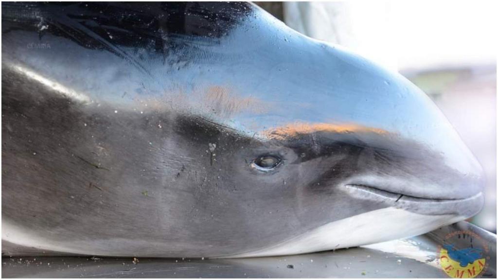 Aparecen dos marsopas muertas en Galicia de una especie considerada en peligro de extinción