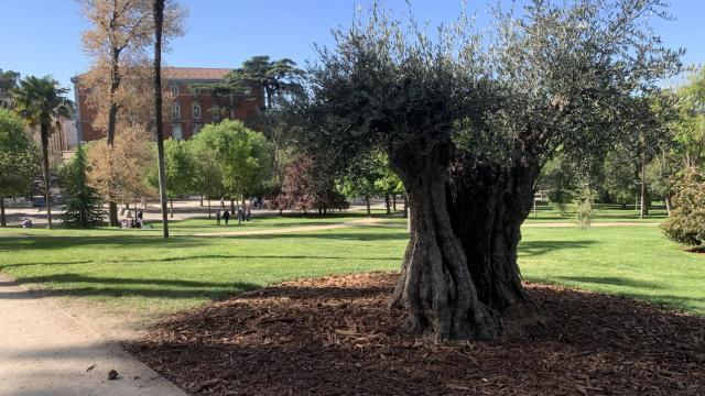 Imagen del olivo centenario de El Retiro.