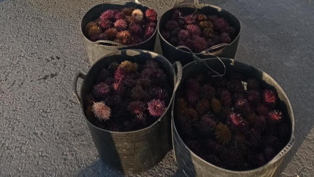 Erizos incautados en A Coruña.