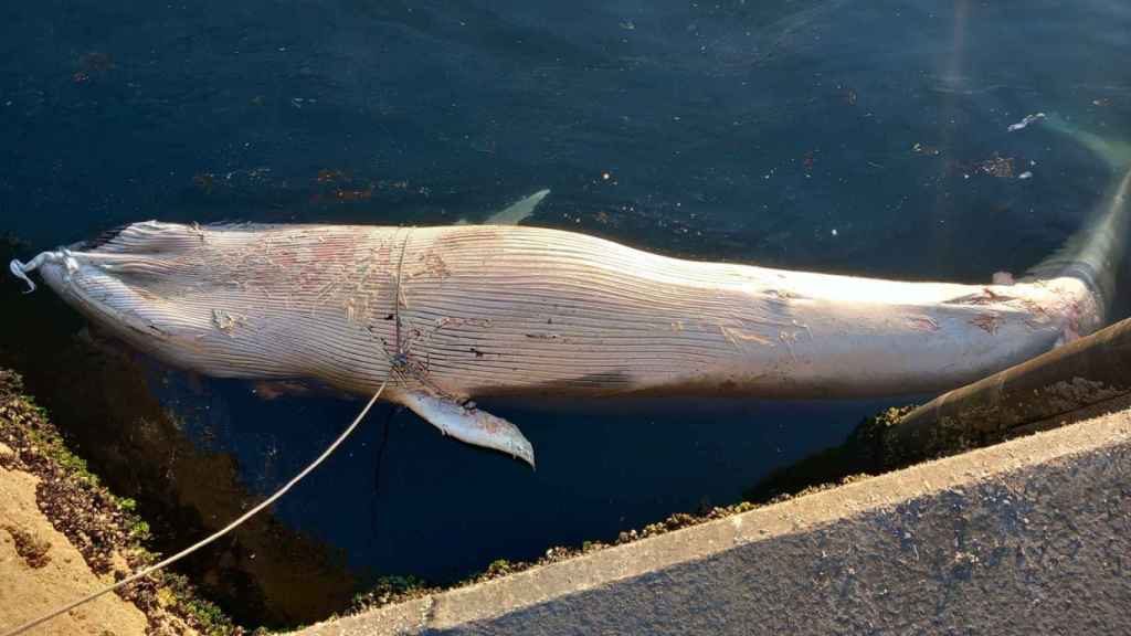 Ballena fallecida en la ría de Vigo.
