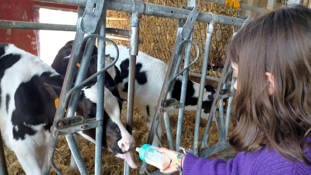 Una niña dando el biberón a uno de los terneros de la casa Grande de Xanceda