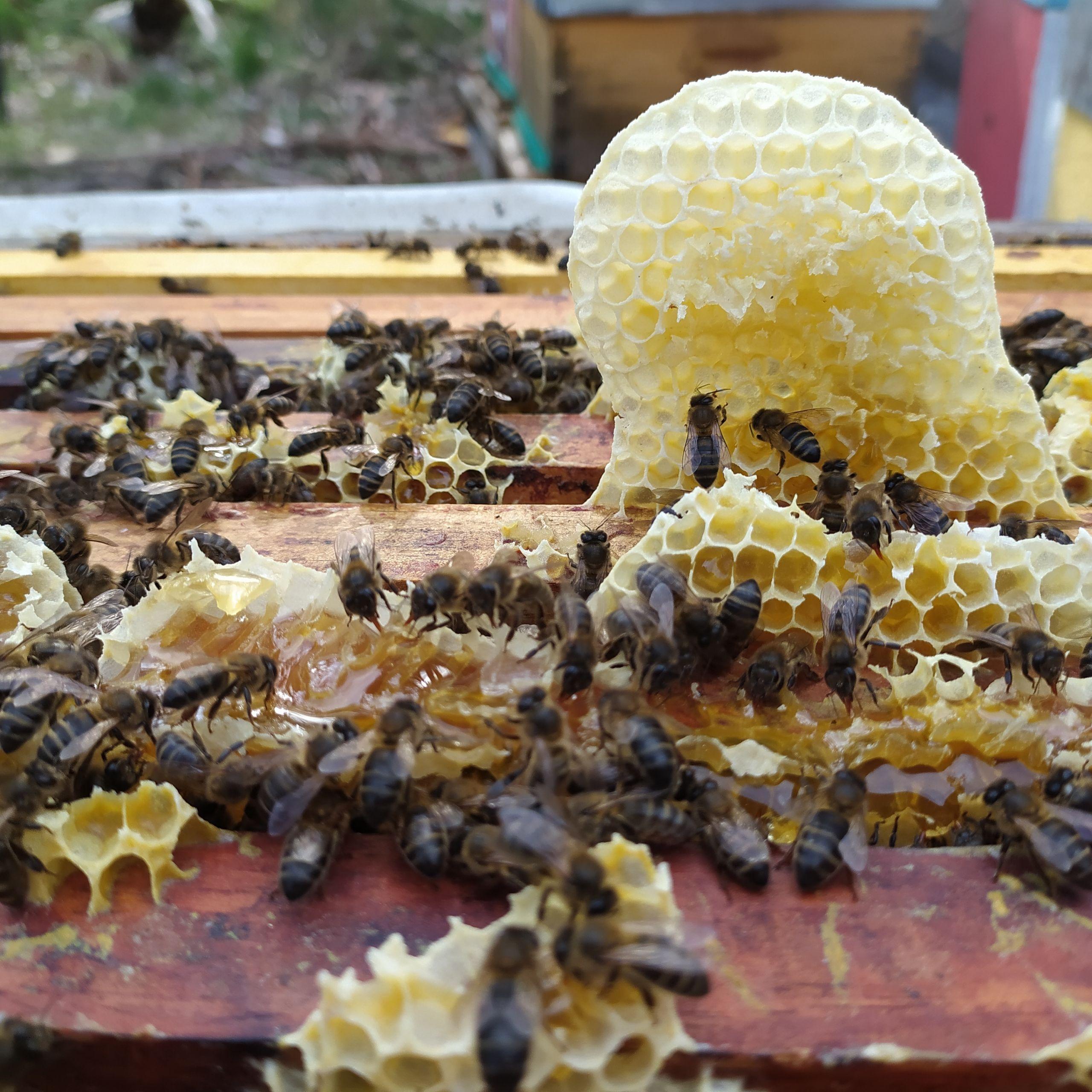 Abejas de Ángel Gómez (Cedida).