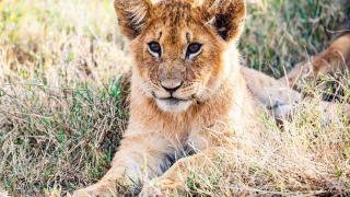 Un viaje en busca de la fauna africana, visitando los grandes parques nacionales