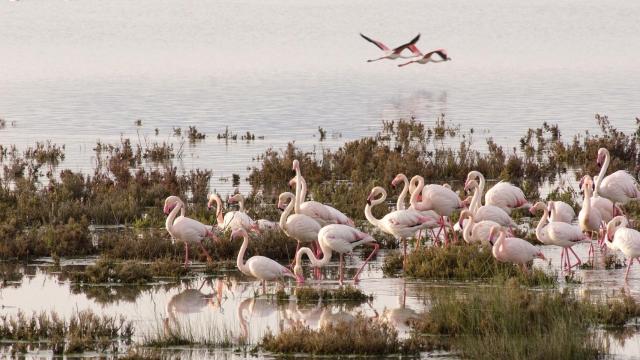 Flamencos del Parque Natural de Doñana (foto de archivo).