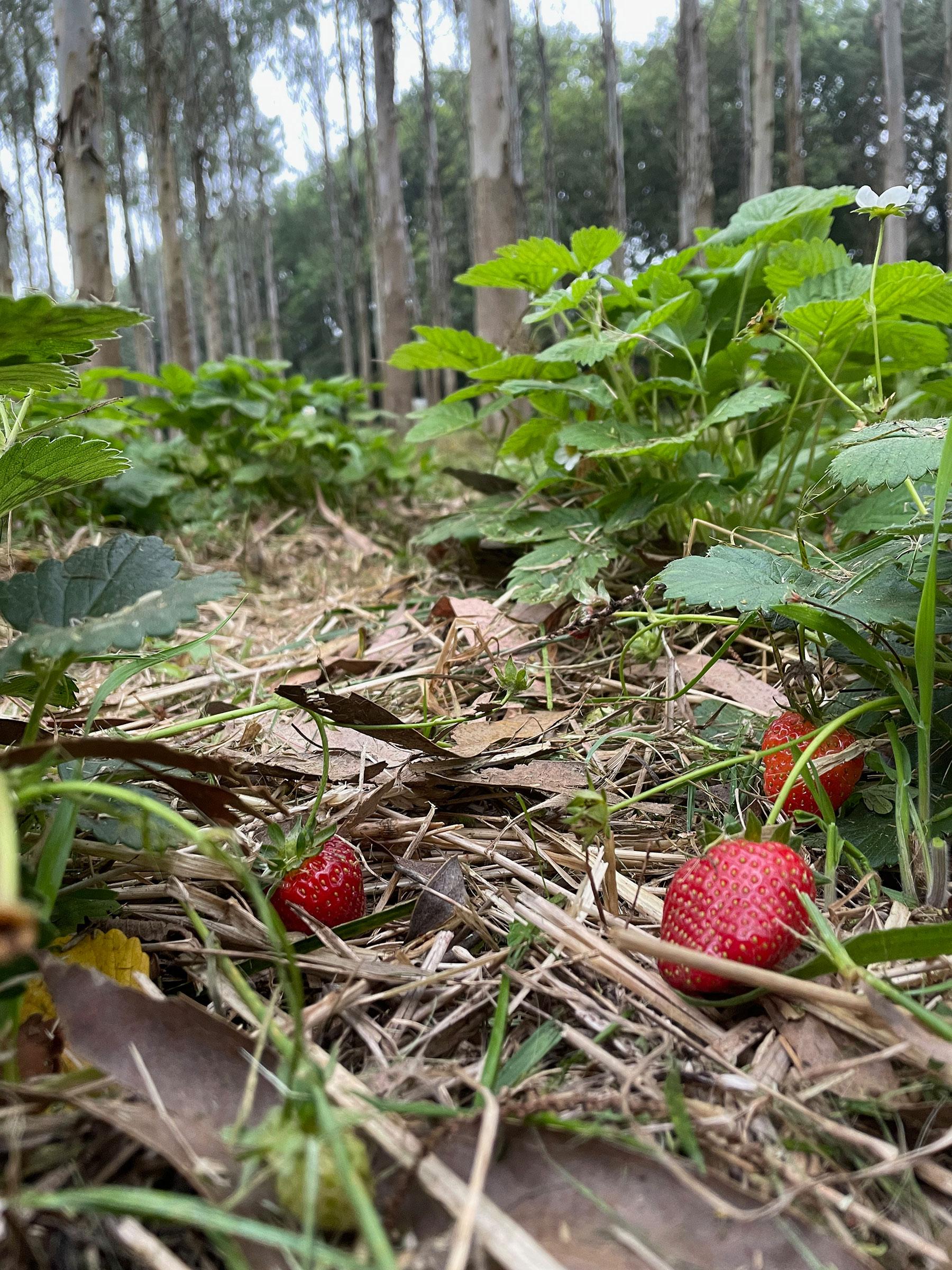 Varias plantaciones en el terreno de A Laracha (Hijos de Rivera).