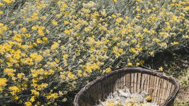 Melifera, la ginebra premium artesanal fruto de la flor Immortelle