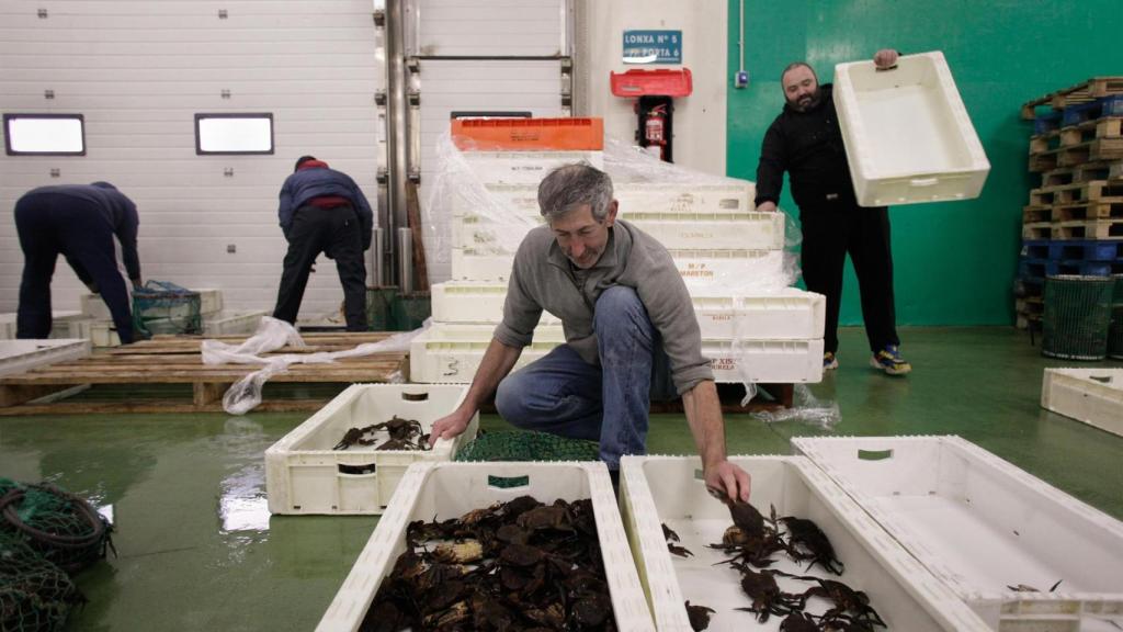 Un trabajador manipula unos cenollos en la lonja de Burela (Lugo).