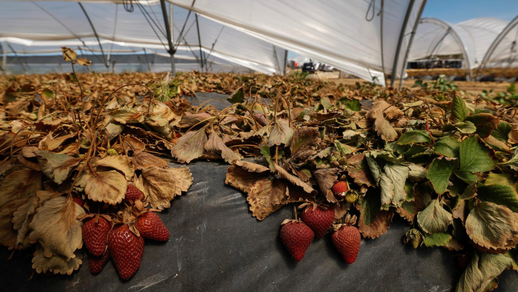 Fresas secas cerca del Parque Nacional de Doñana, en Almonte, a 25 de abril de 2023.