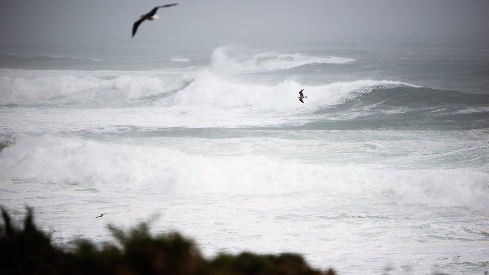 Dos gaviotas en una imagen de archivo.