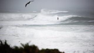 La Xunta detecta gaviotas con gripe aviar en Arteixo, Abegondo y Miño (A Coruña)
