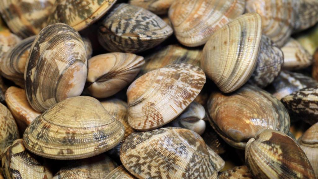 Almeja japonesa