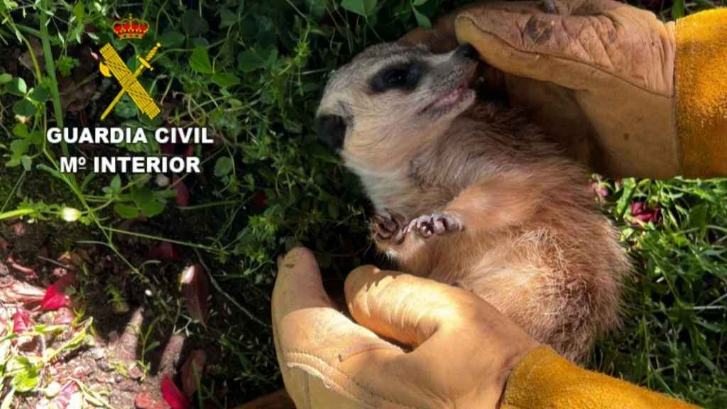 Ejemplar de suricata rescatado.