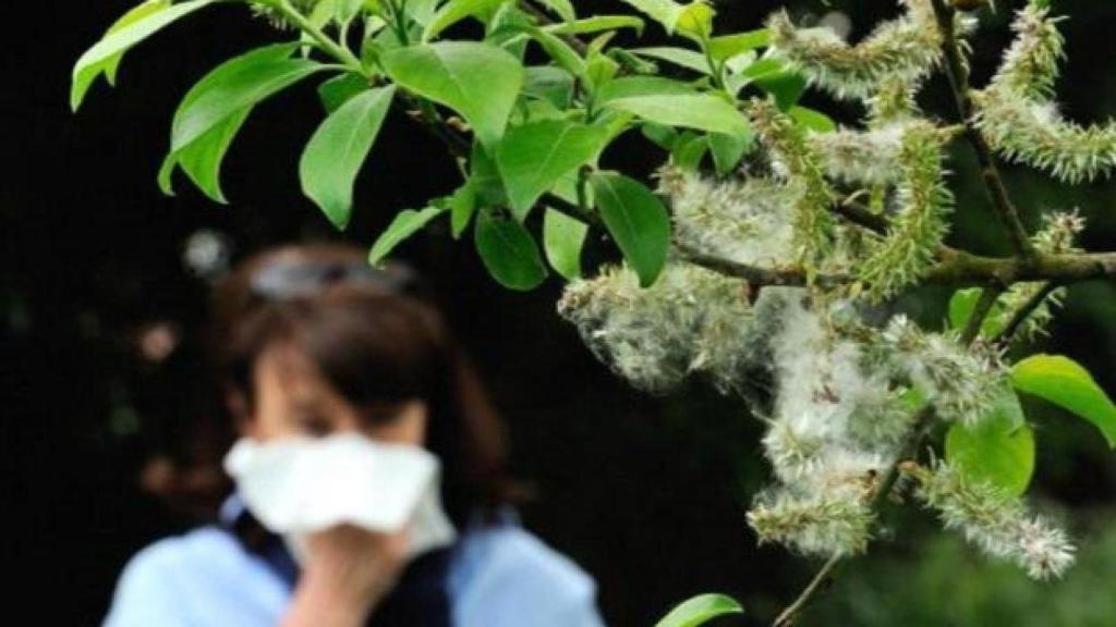 Hojas del plátano de sombra.