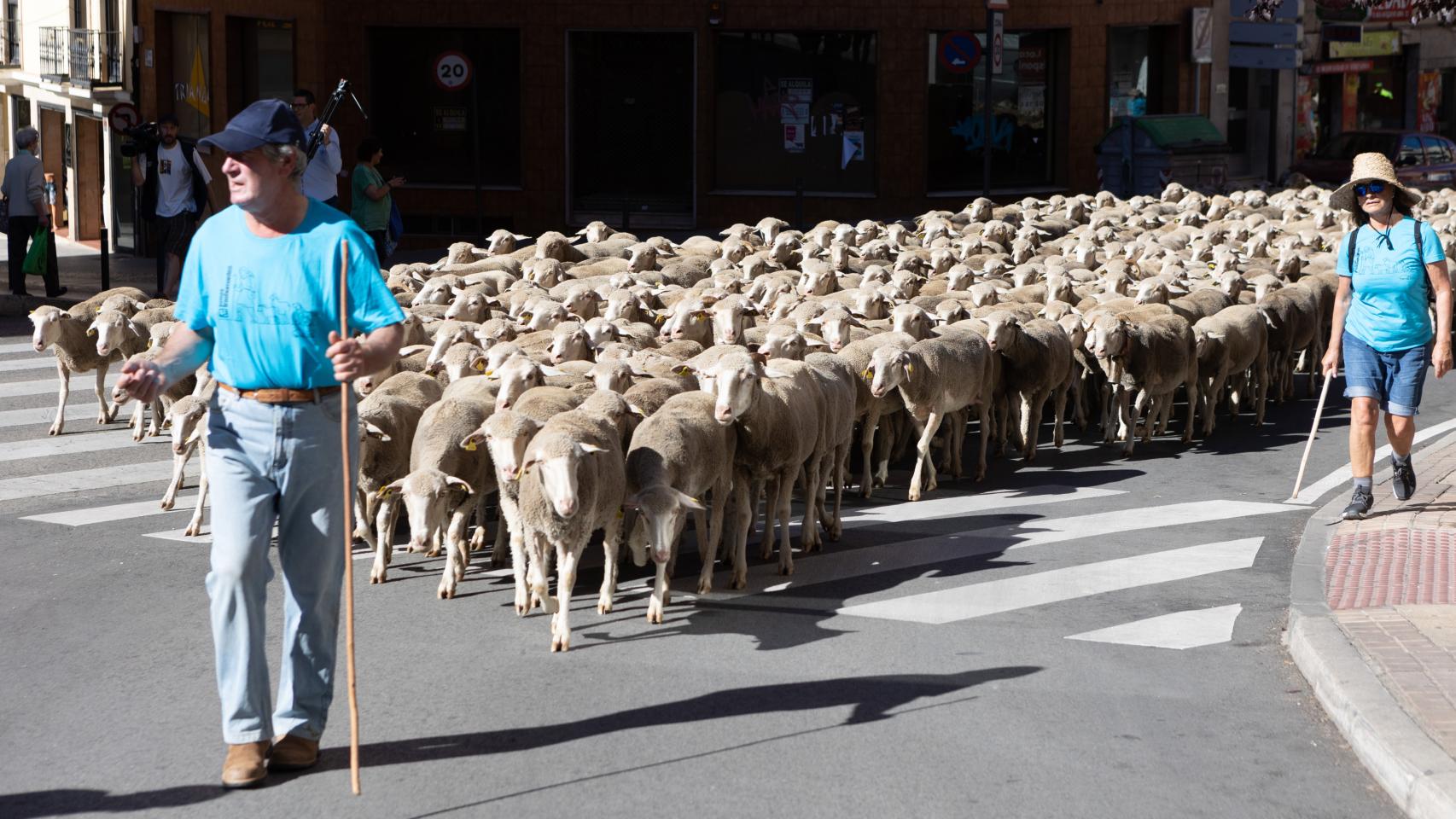Un rebaño de ovejas realizando la trashumancia