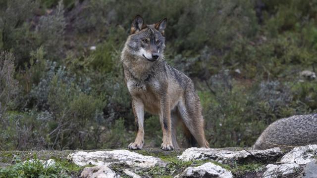 Un ejemplar de lobo ibérico
