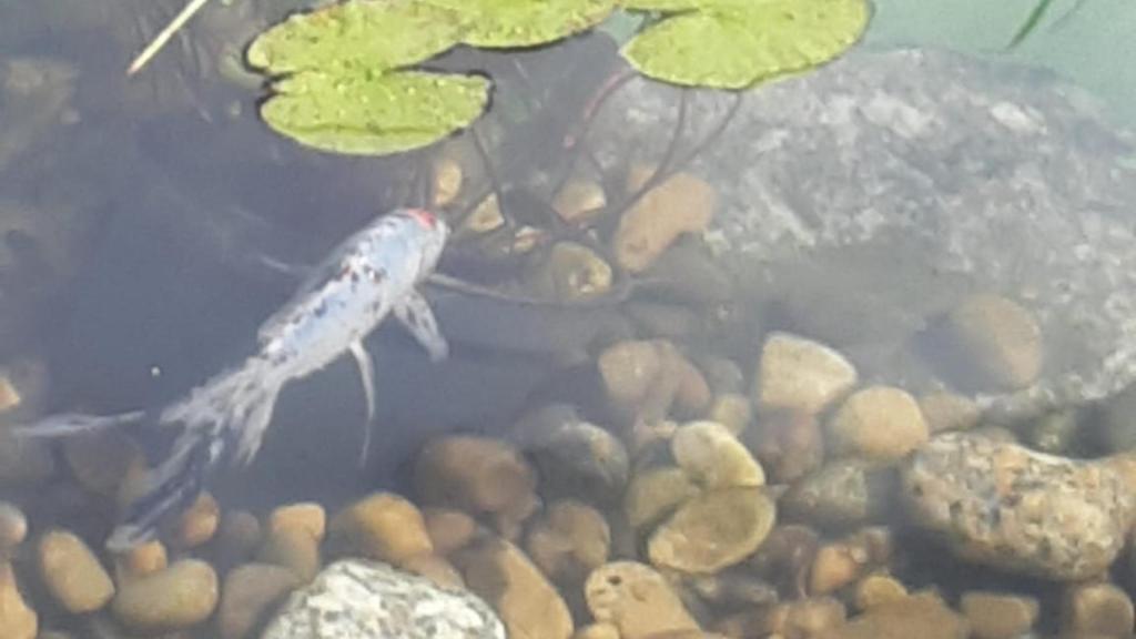 Un ejemplar de la fuente de Méndez Núñez esta mañana