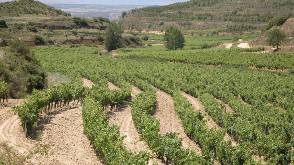 Viñedos Sierra Cantabria