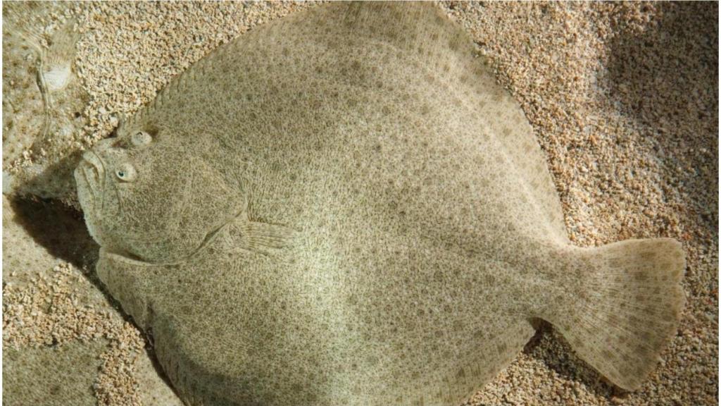 Ejemplar de Rodaballo