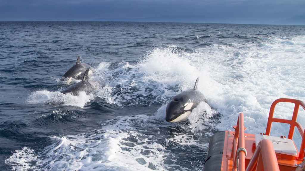 Dos orcas persiguen un barco de Salvamento Marítimo en aguas españolas.