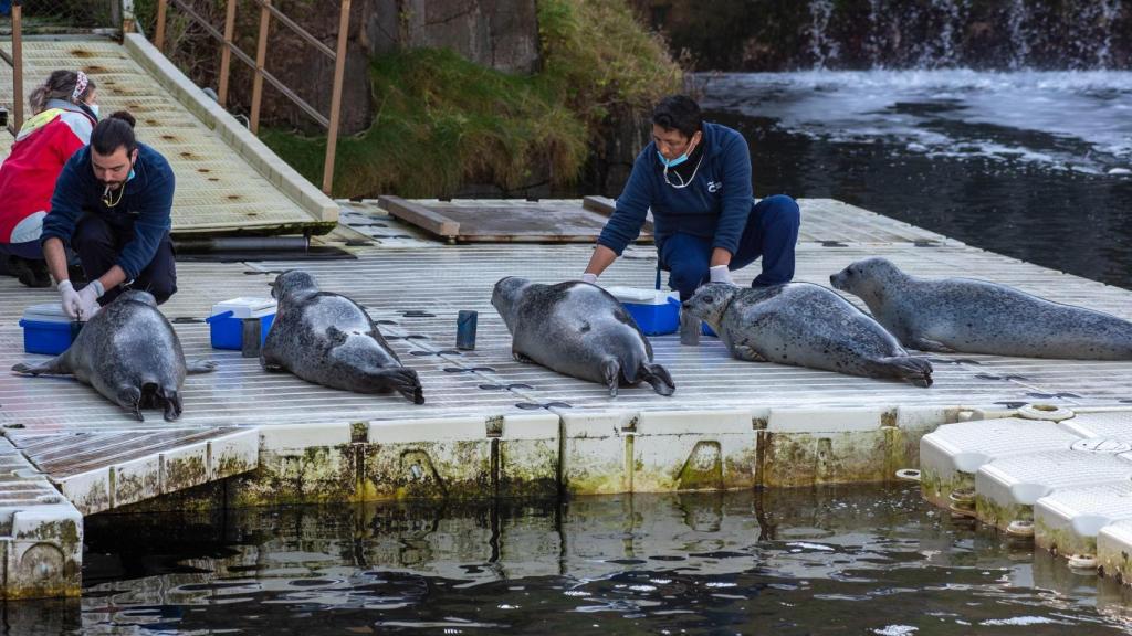 El sanatorio de las focas del Aquarium.