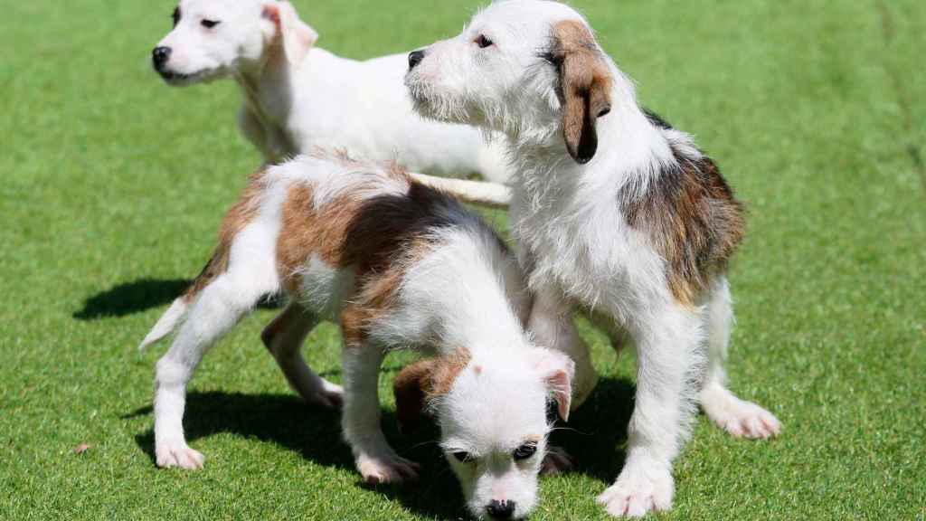 Rocky, el cachorro de la derecha, es la última adopción del CAAN.