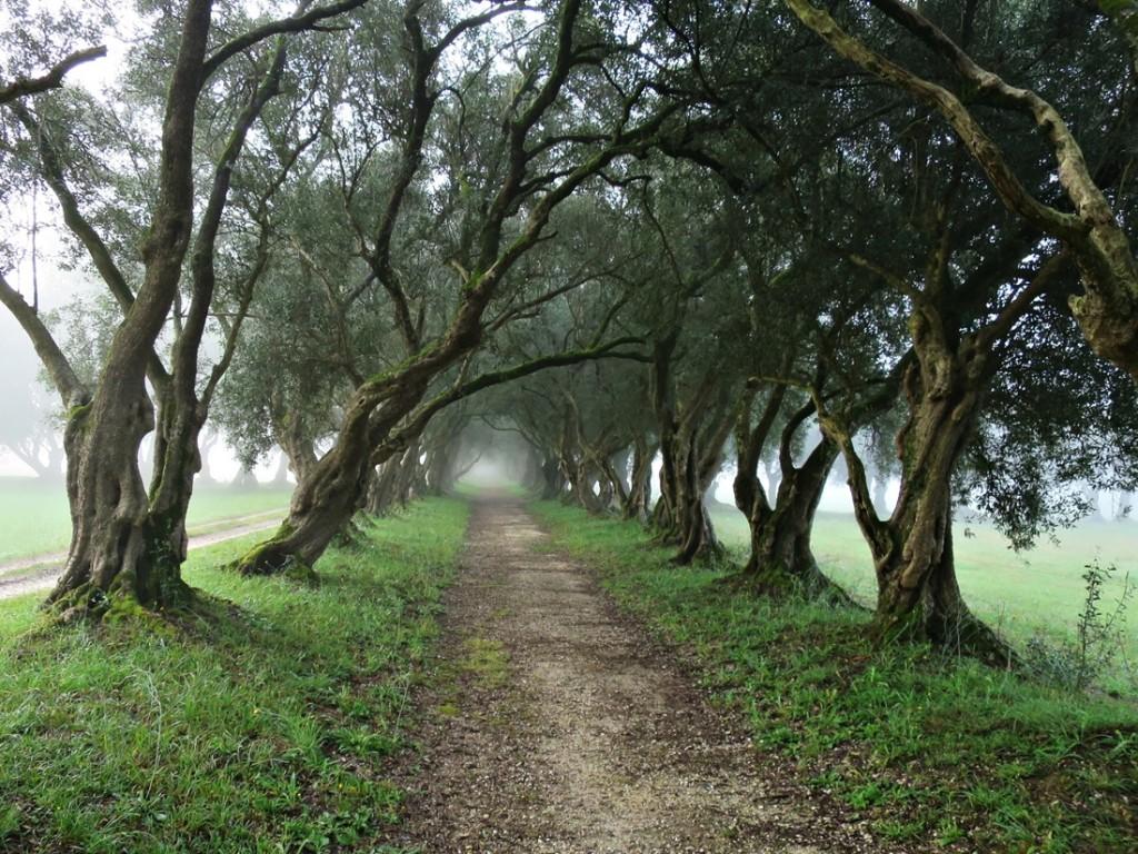 Paseo de los Olivos en Santa Cruz de Rivadulla (Vedra)