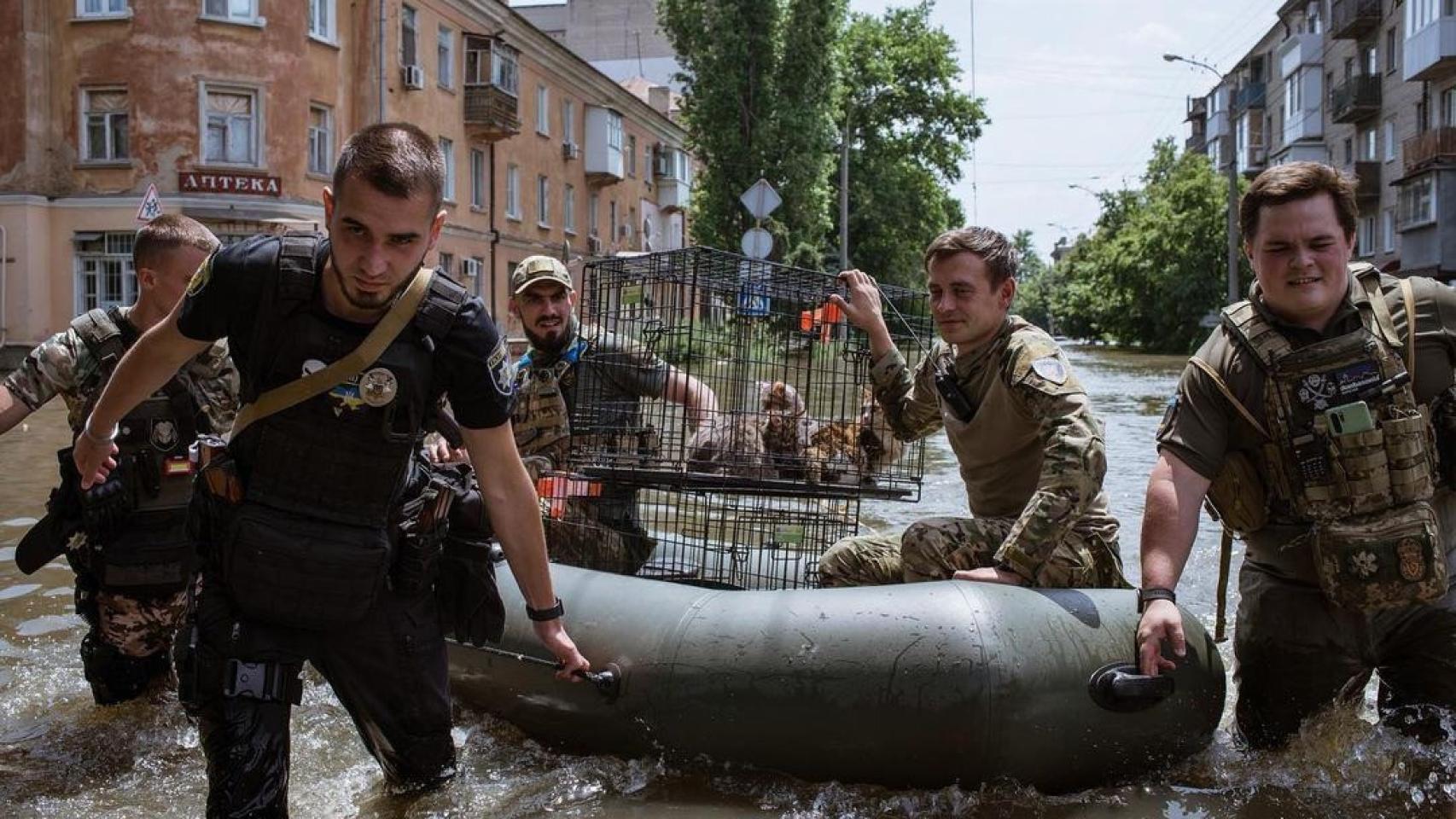 Imagen distribuida por Volodimir Zelenski del rescate de gatos en la región de Jersón.