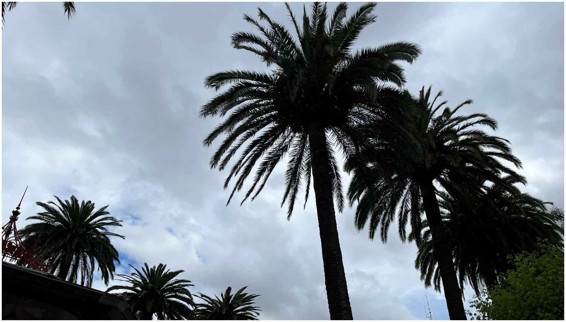 Palmeral de los jardines de Méndez Núñez en A Coruña