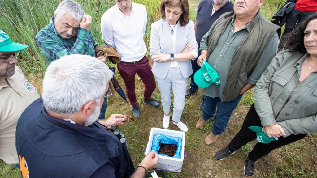 El cangrejo americano es una de las especies invasoras más peligrosas en Galicia