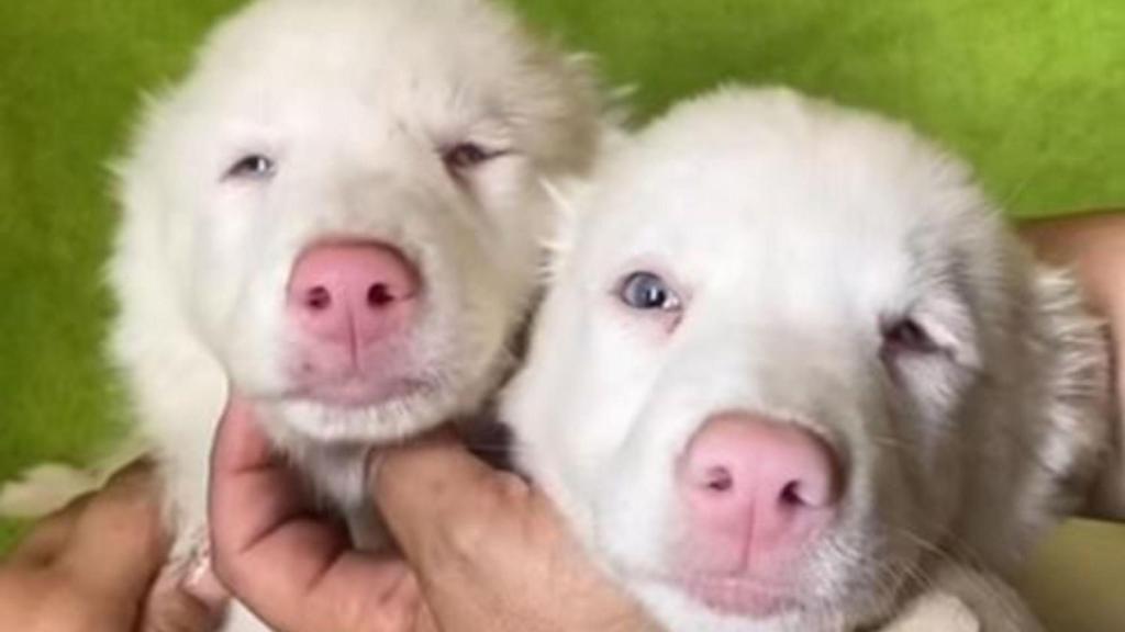 Una protectora de A Coruña busca casa para Gaz y Pacho, border collies sordos y con poca visión