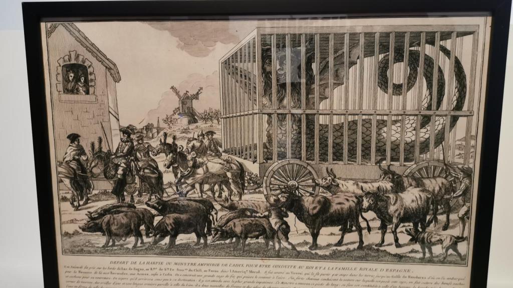 Reproducción de un grabado en el que se muestra la supuesta arpía capturada en Chile y enviada a Cádiz para que la viera el rey de España. 1784. Foto: F. D. Q.