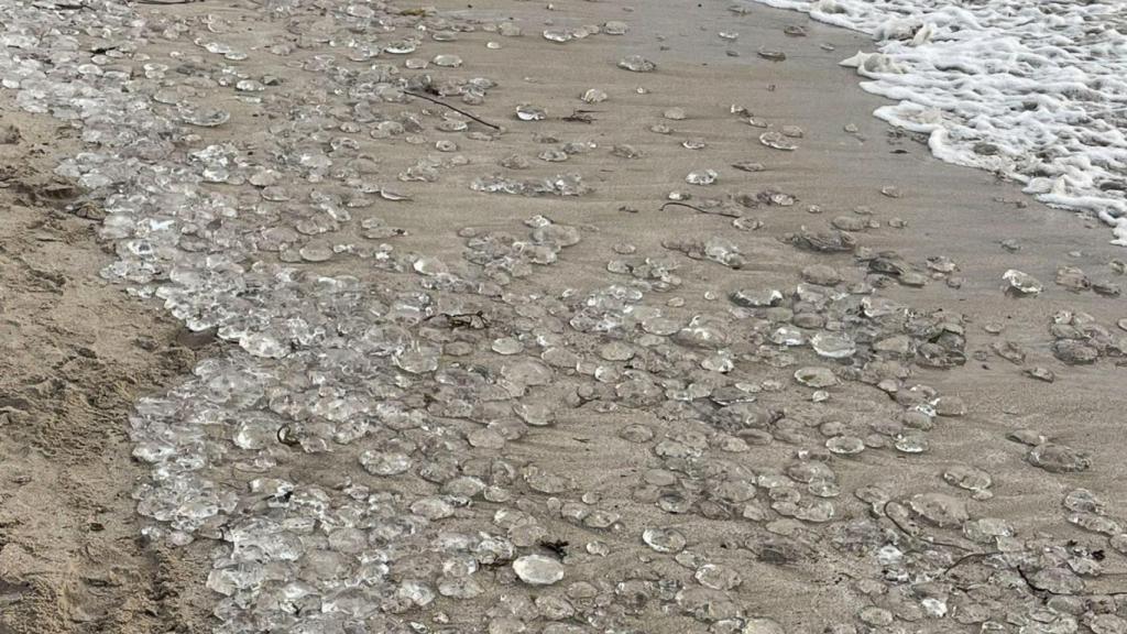 Medusas en el Orzán.