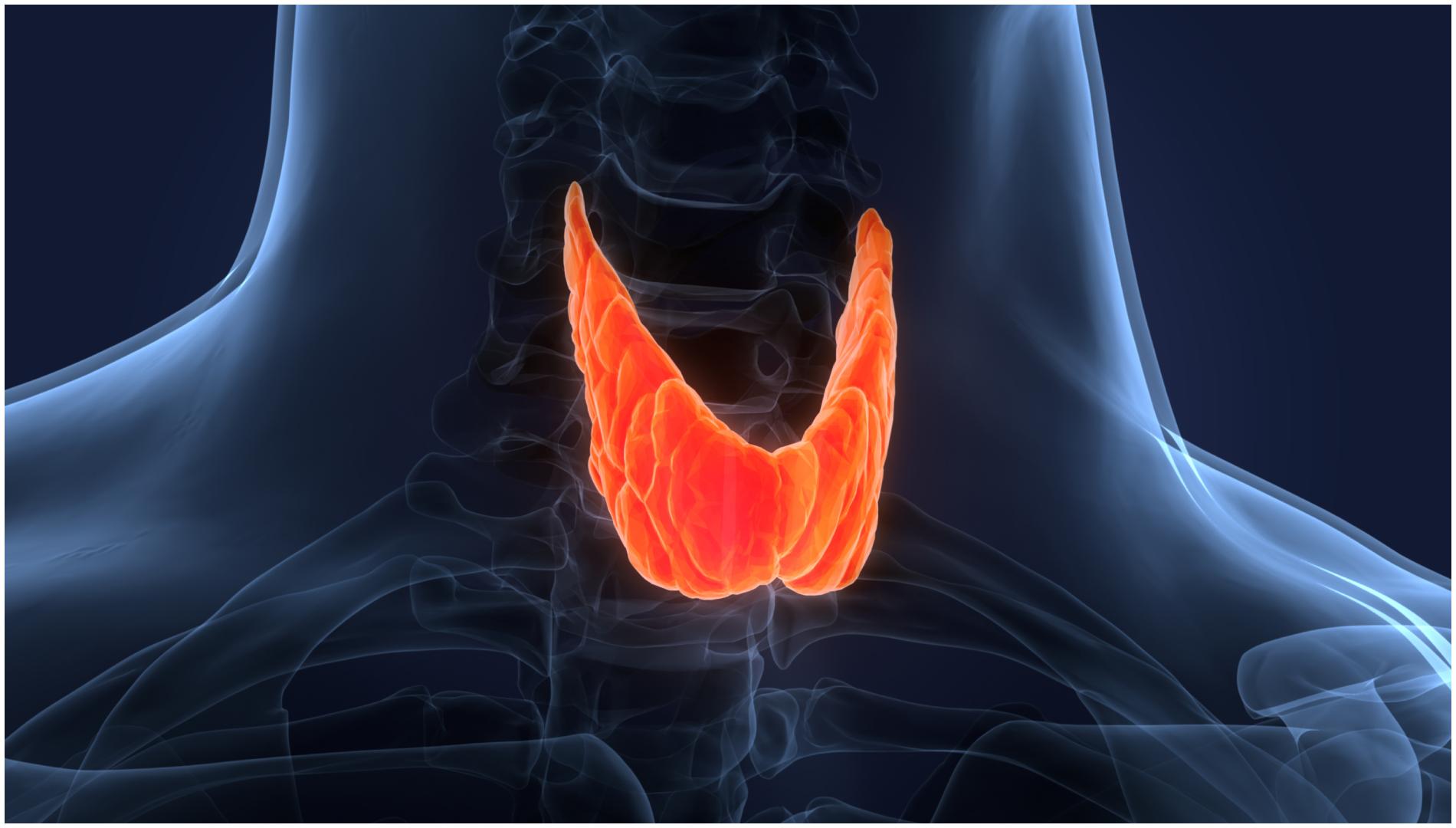 Glándula tiroides (Shutterstock)