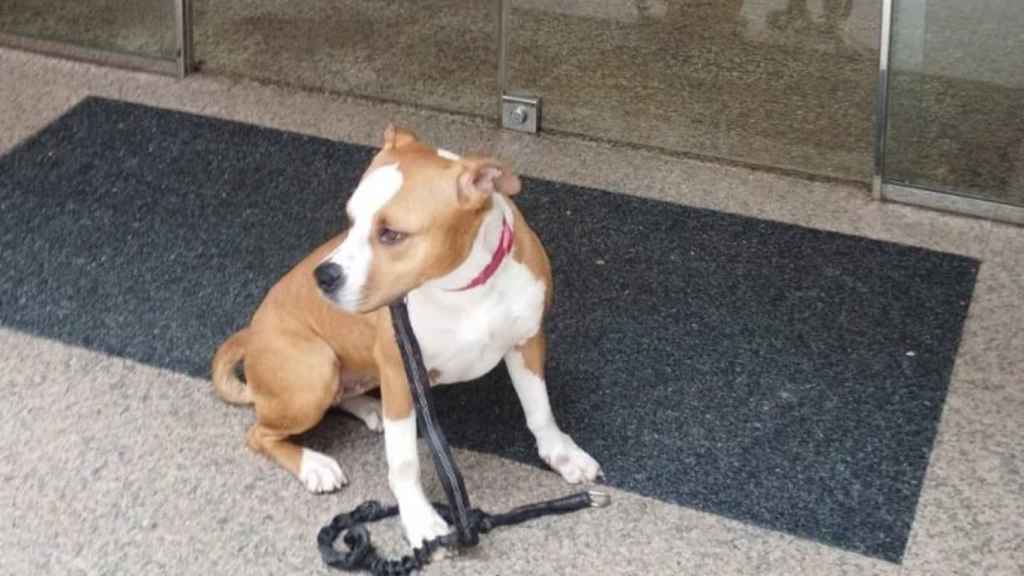 Perra robada de la protectora de A Madroa.