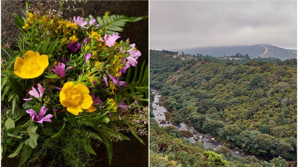 Las hierbas de San Xoán y los alrededores del monte Pindo, en Carnota (A Coruña)