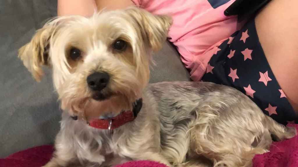 La perrita Bimba, la yorkshire desaparecida en Saiáns (Vigo).