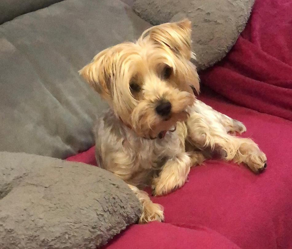 Bimba es una perra muy cariñosa, dice la familia.