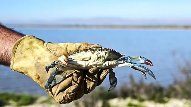 El cangrejo azul es una especie exótica invasora que ahora se aprovecha en las cocinas.