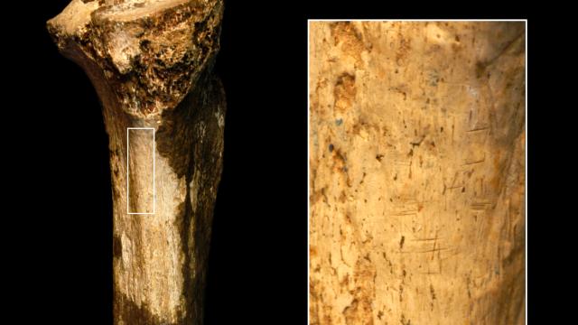 Detalle de la tibia y las marcas de corte. Foto: Jennifer Clark