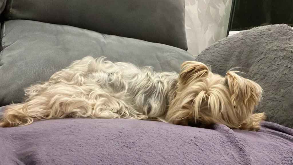 Bimba descansando por fin en el sofá de su hogar después de deambular varios días.