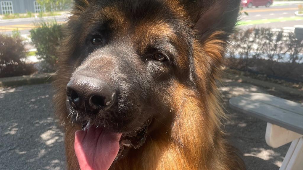 Judge, el perro de la huésped obligada a pagar un extra en Airbnb por dejar pelos de su mascota.