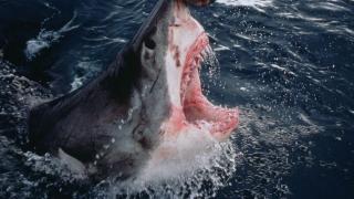 Los tiburones están perdiendo los dientes en todo el mundo y los científicos alertan: "Cortan la carne, pero no resisten al ácido"