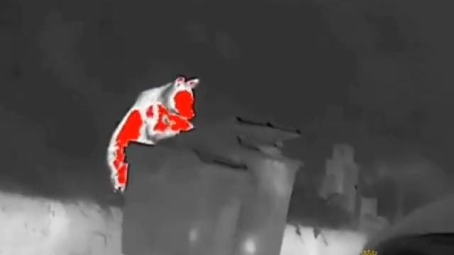 Osos pardos de la Cordillera Cantábrica comiendo de contenedores de basura