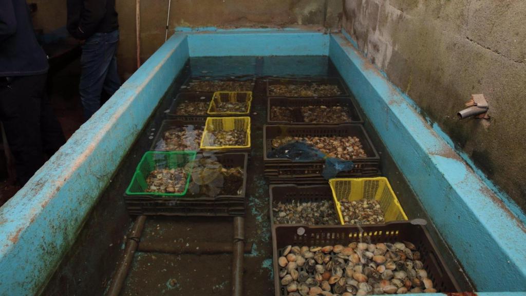 Marisco decomisado en la depuradora de A Coruña.