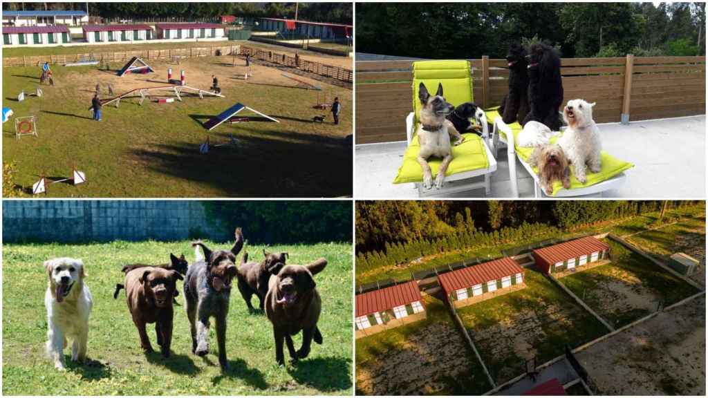 Hoteles caninos en Vigo y alrededores donde dejar a tus mascotas si te vas de vacaciones