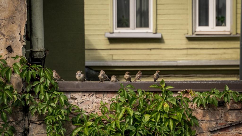 Imagen de archivo de un grupo de gorriones cerca de varias ventanas.