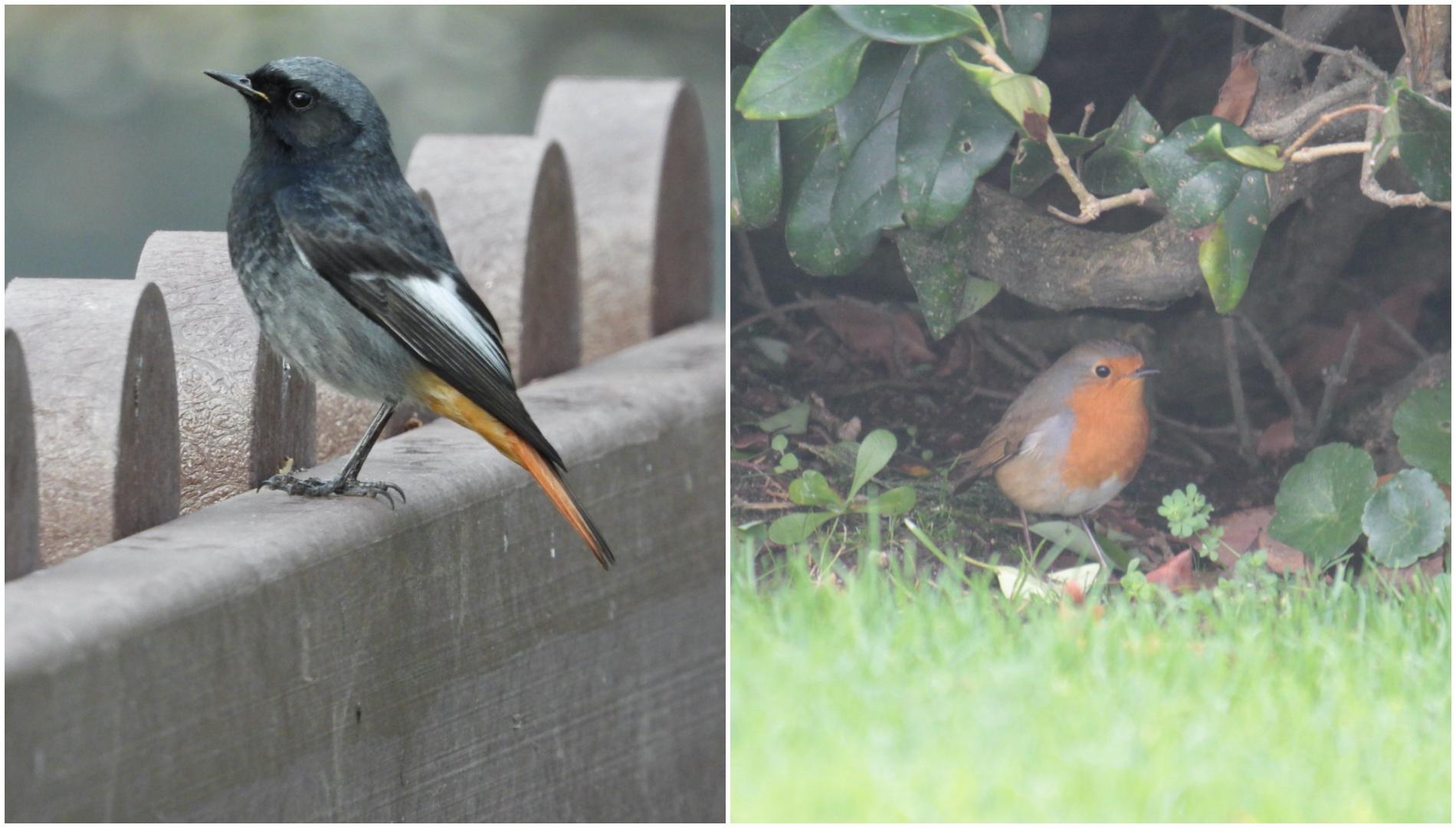 Izq.: colirrojo tizón (foto: Santiago Vázquez) / dcha.: petirrojo (foto: Laura M. Mateo)
