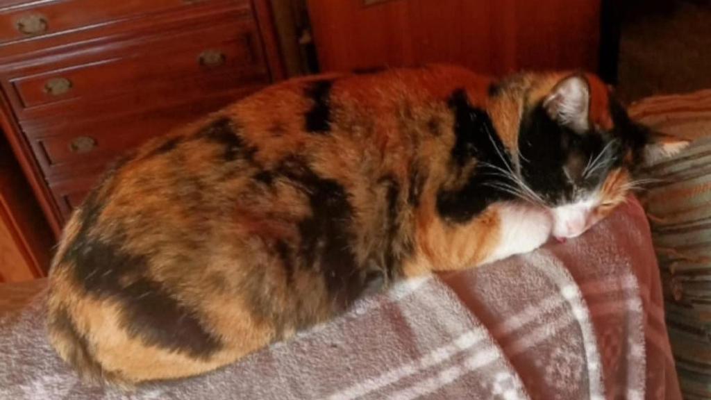 Morgan, gata desaparecida en Narón.