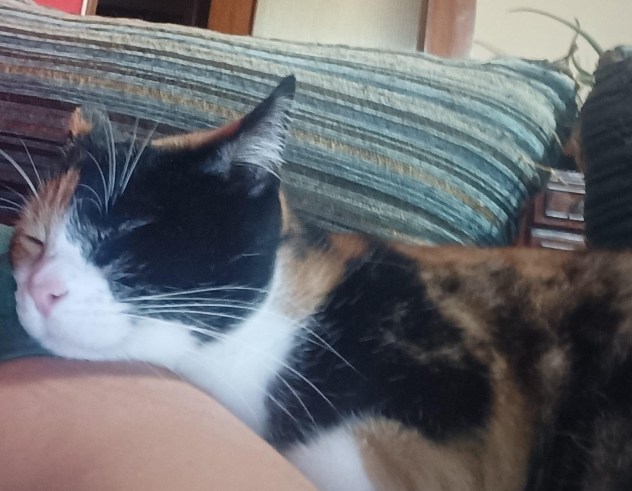 Morgan, la gata desaparecida en Narón desde hace dos semanas (Cedida).